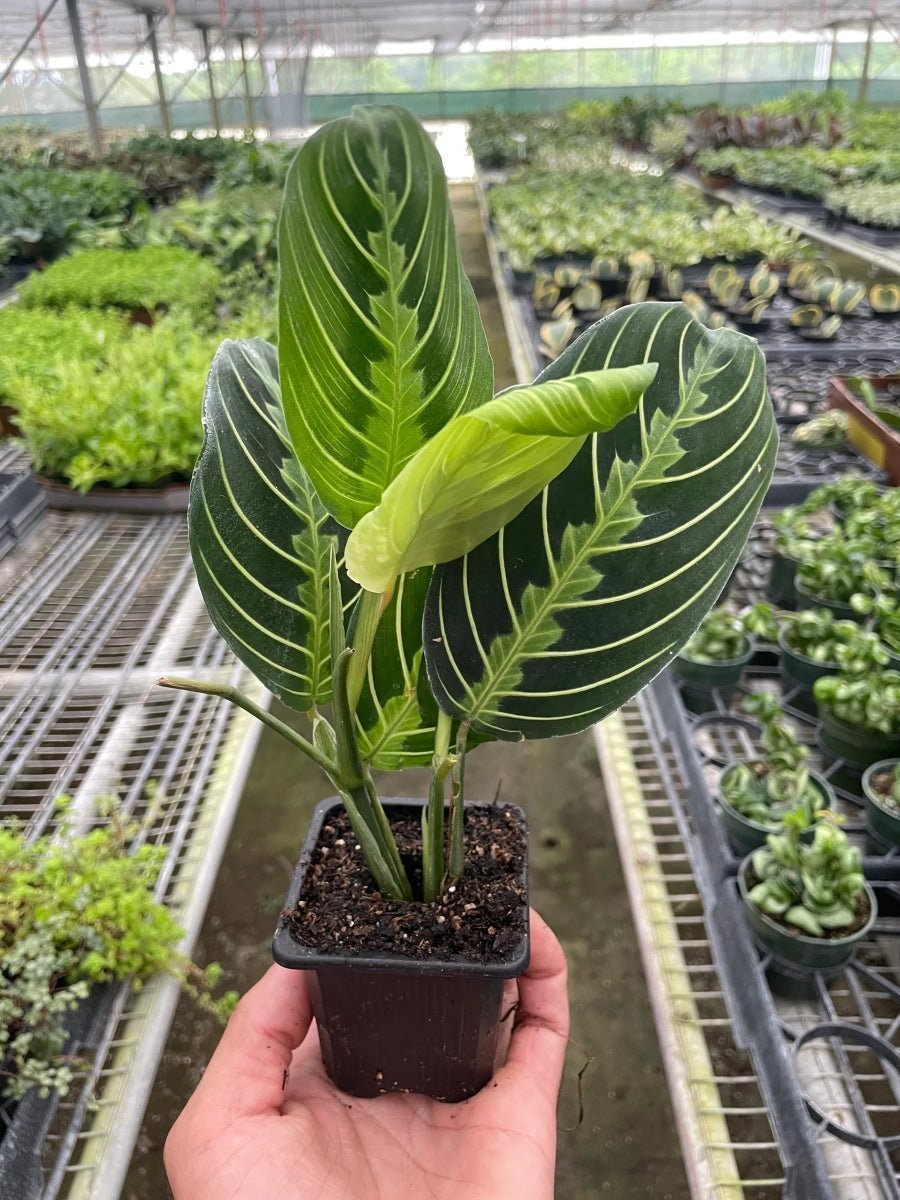 Maranta 'Lemon Lime'-Indoor Plants-Trendy Gardener