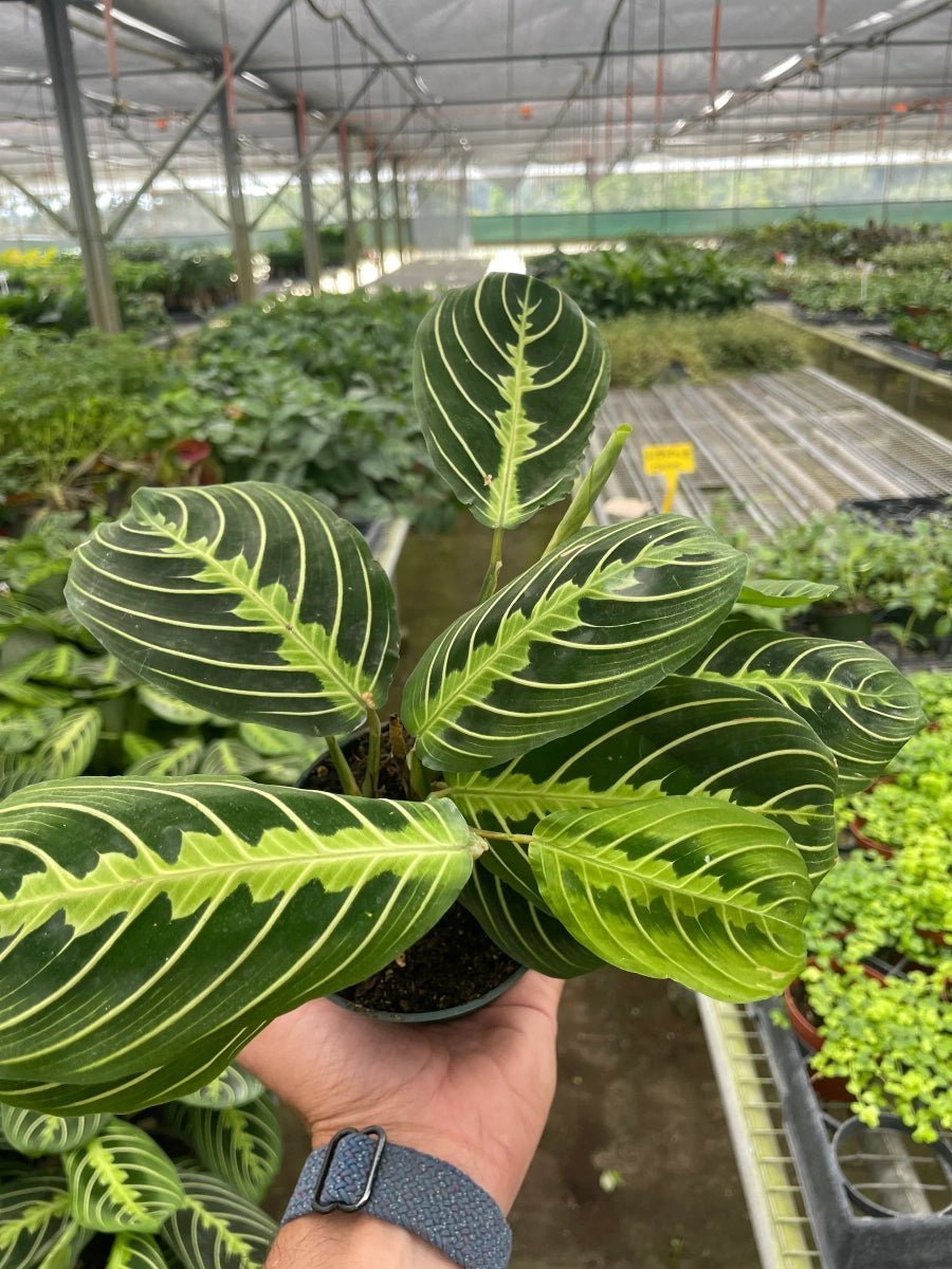 Maranta 'Lemon Lime'-Indoor Plants-Trendy Gardener