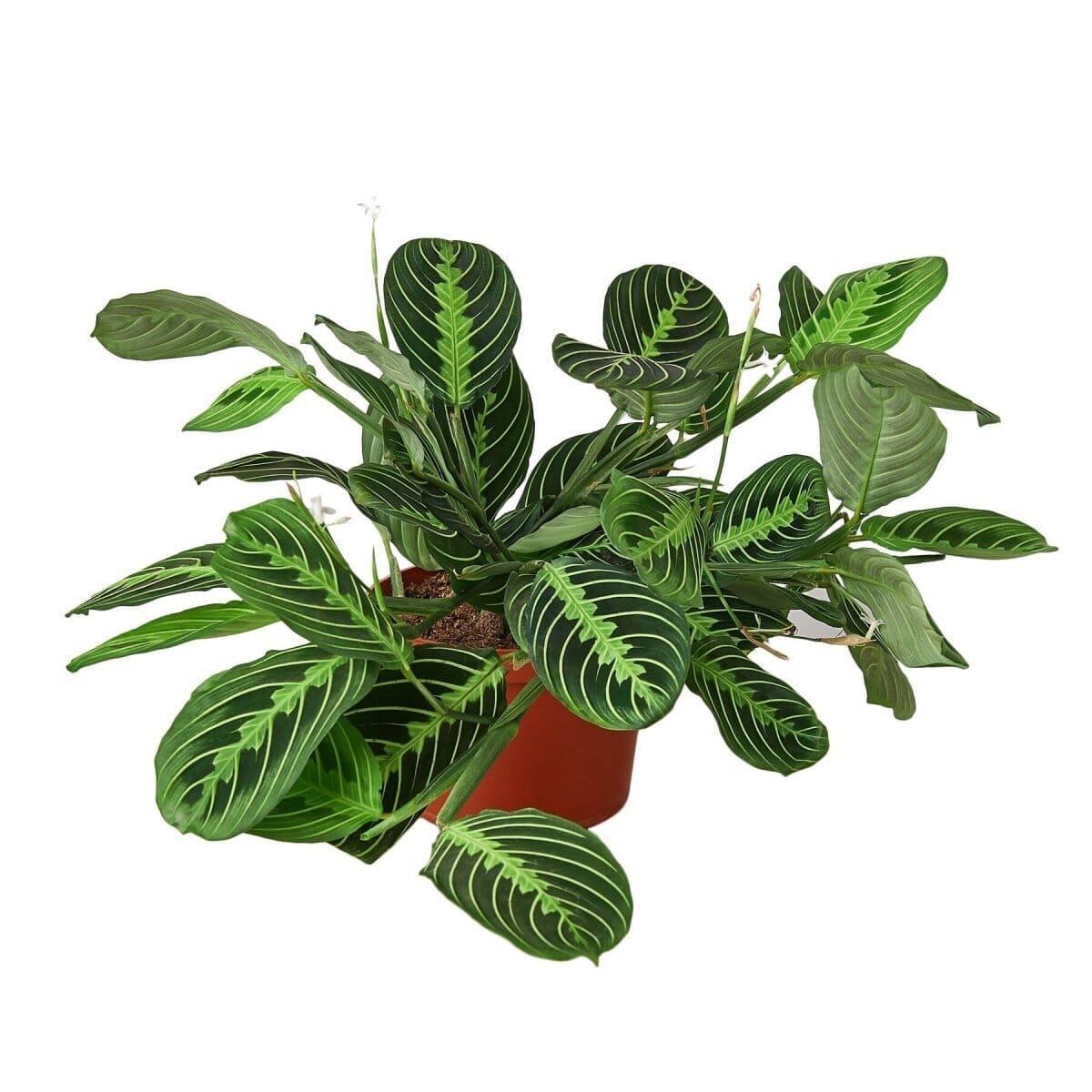 Maranta 'Lemon Lime'-Indoor Plants-Trendy Gardener