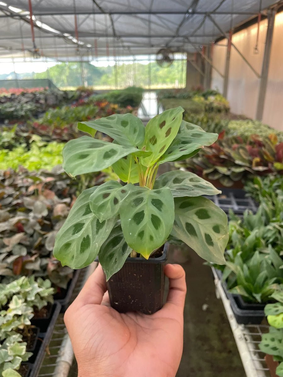 Maranta 'Leuconeura' Indoor Plants Trendy Gardener 3" Pot 