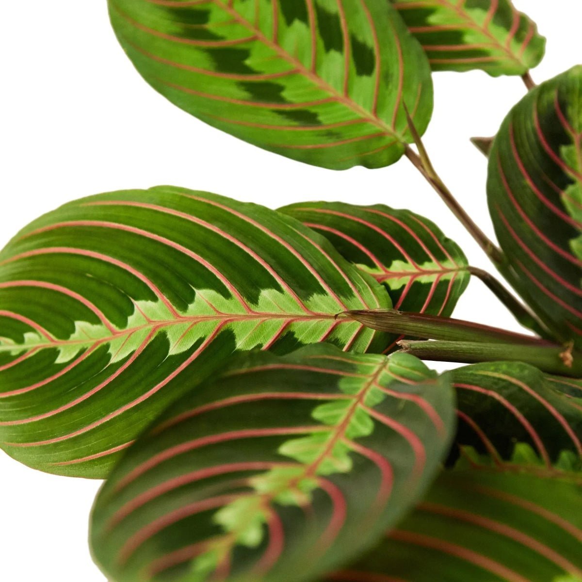 Maranta Red Prayer-Indoor Plants-Trendy Gardener