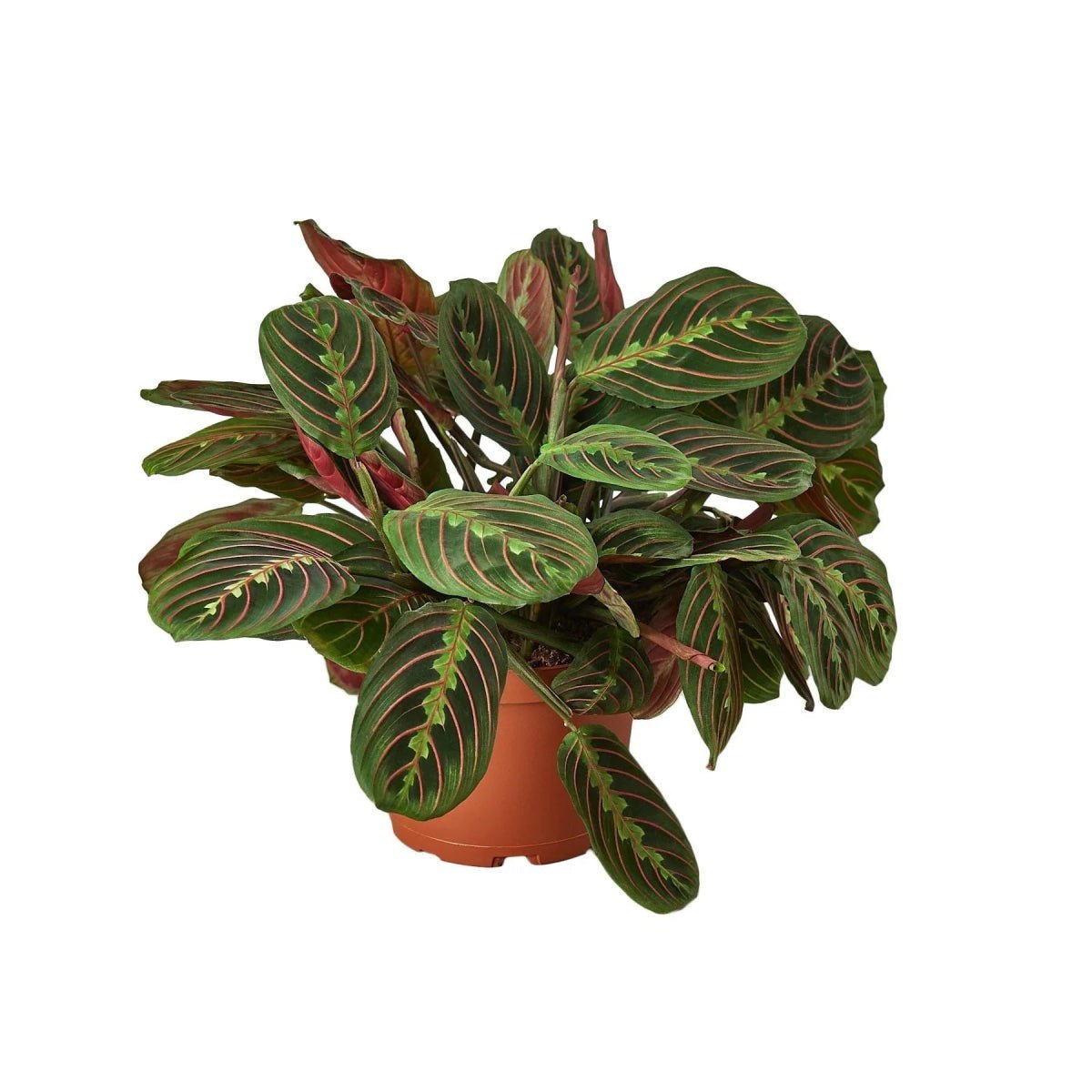 Maranta Red Prayer-Indoor Plants-Trendy Gardener