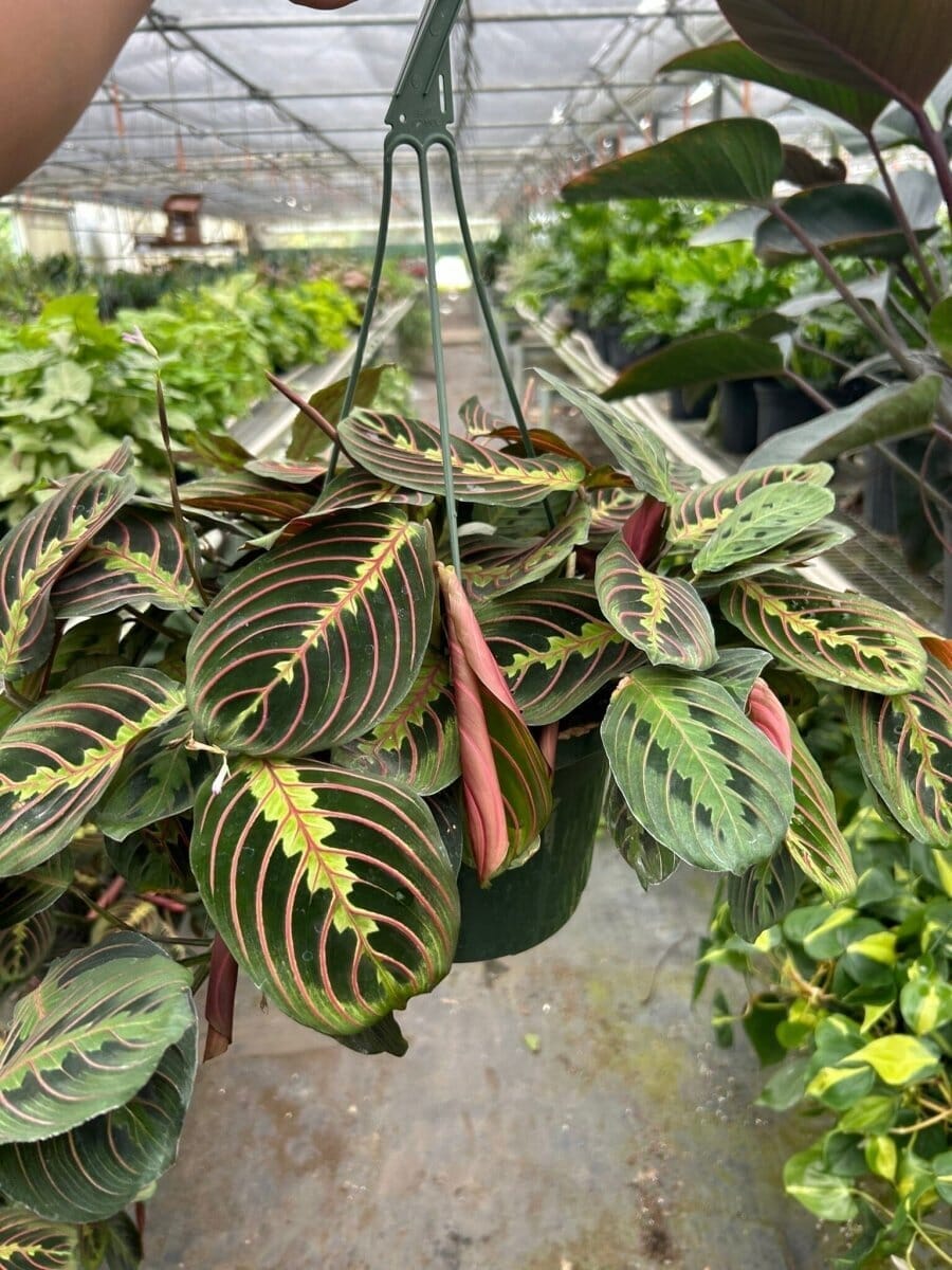 Maranta Red Prayer-Indoor Plants-Trendy Gardener