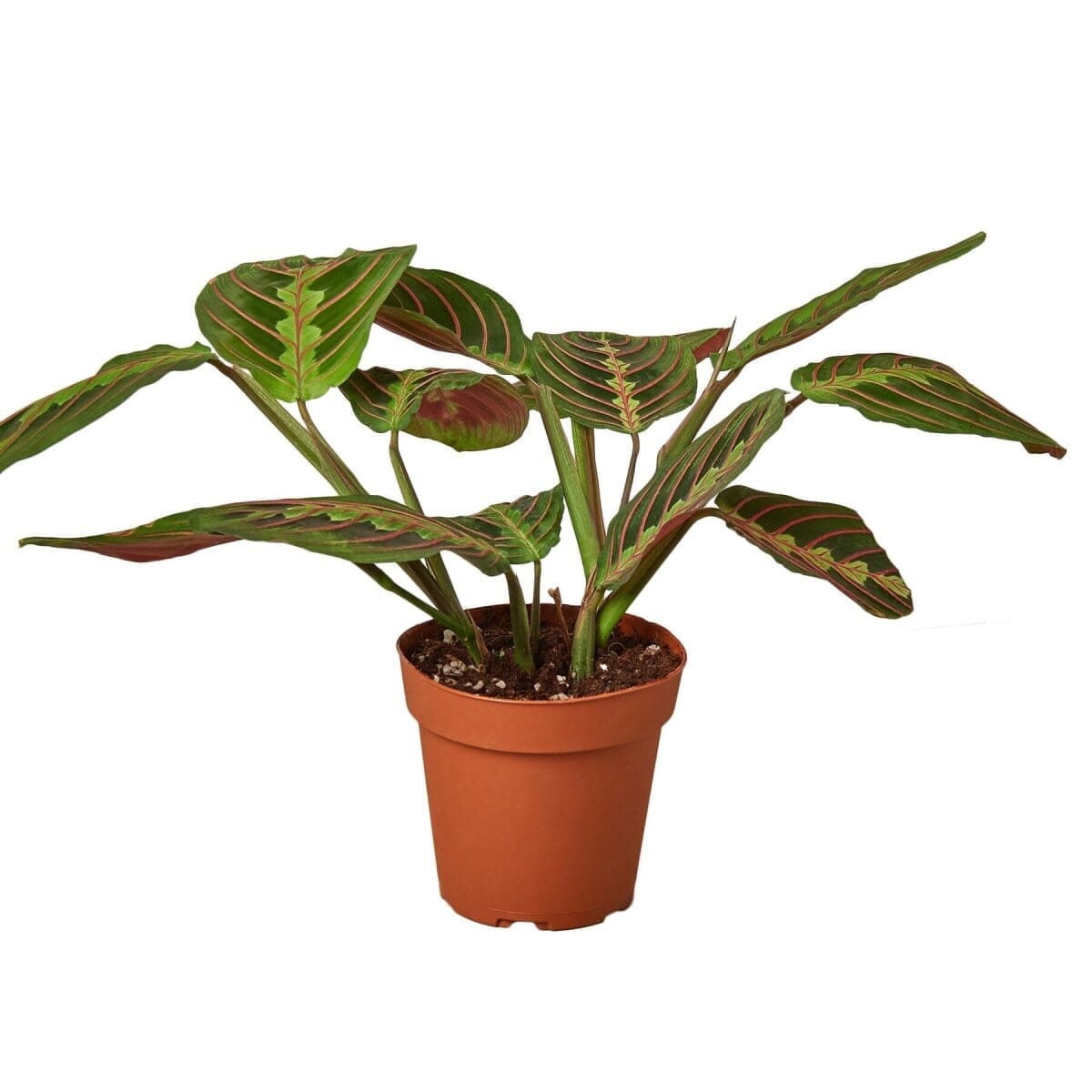 Maranta Red Prayer-Indoor Plants-Trendy Gardener