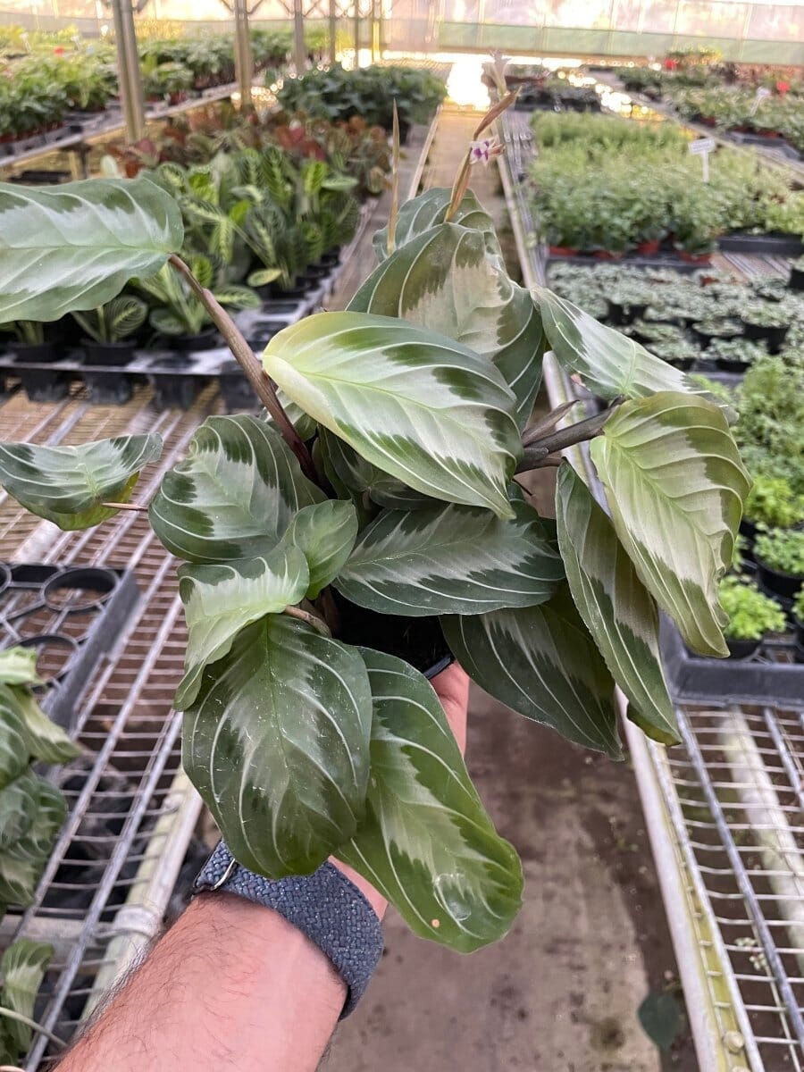 Maranta 'Silver Band'-Indoor Plants-Trendy Gardener