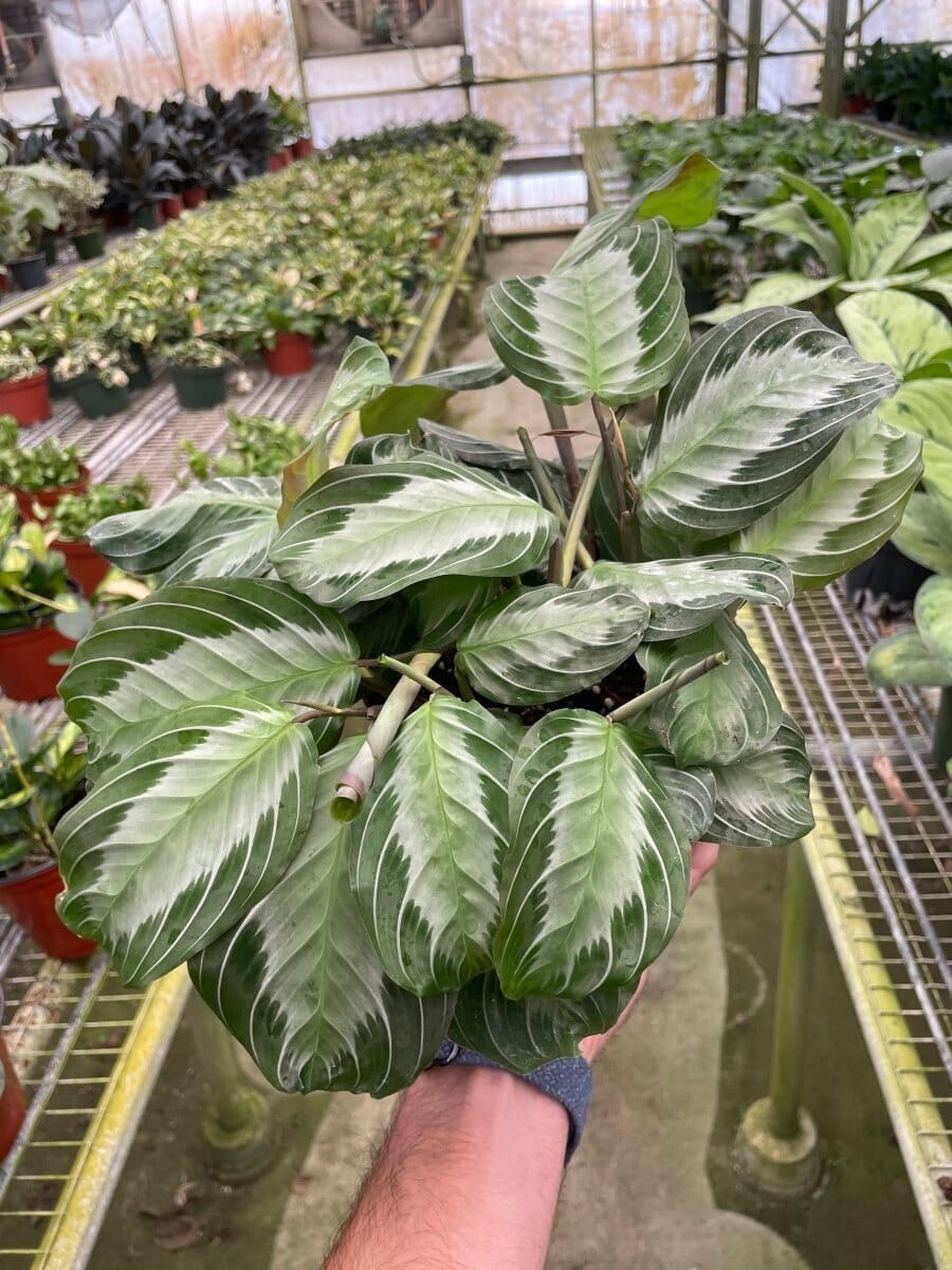 Maranta 'Silver Band'-Indoor Plants-Trendy Gardener