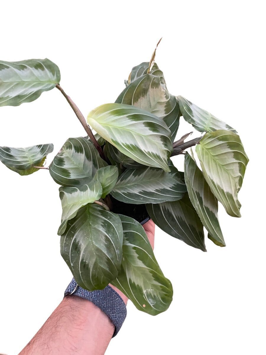 Maranta 'Silver Band'-Indoor Plants-Trendy Gardener