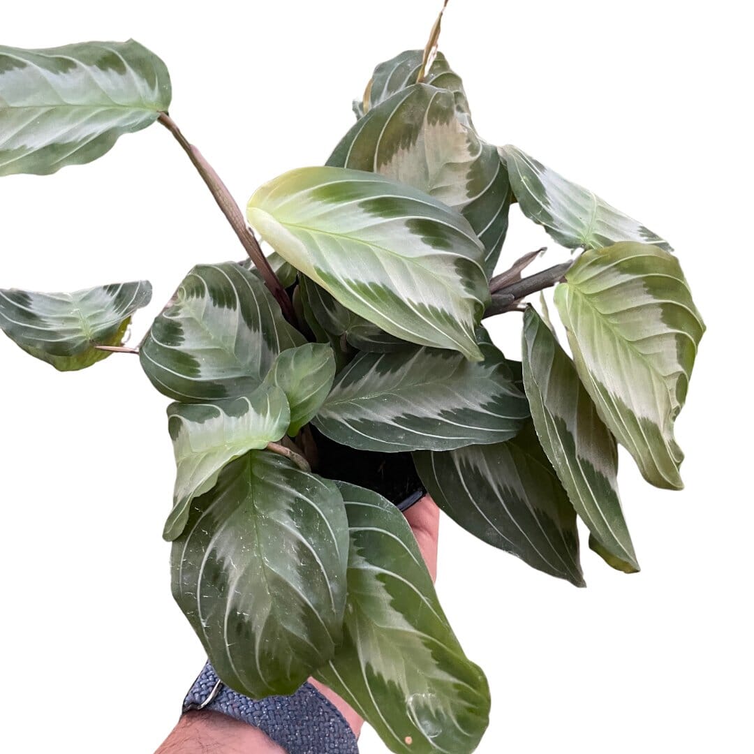 Maranta 'Silver Band'-Indoor Plants-Trendy Gardener