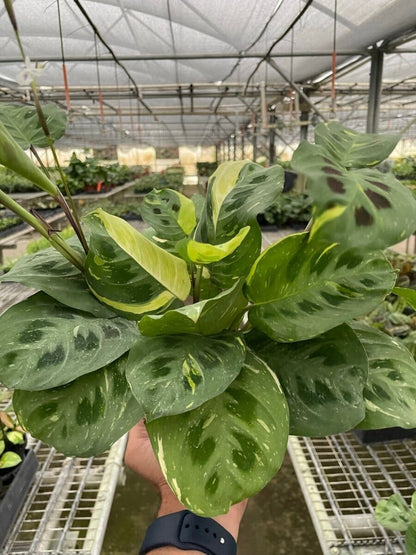 Maranta Variegated 'Beauty Kim'-Indoor Plants-Trendy Gardener