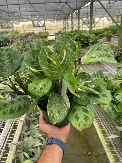 Maranta Variegated 'Beauty Kim'-Indoor Plants-Trendy Gardener