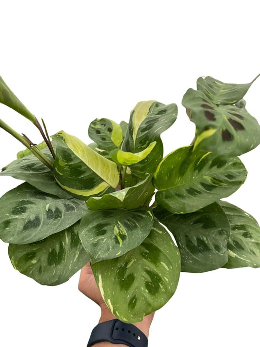 Maranta Variegated 'Beauty Kim'-Indoor Plants-Trendy Gardener