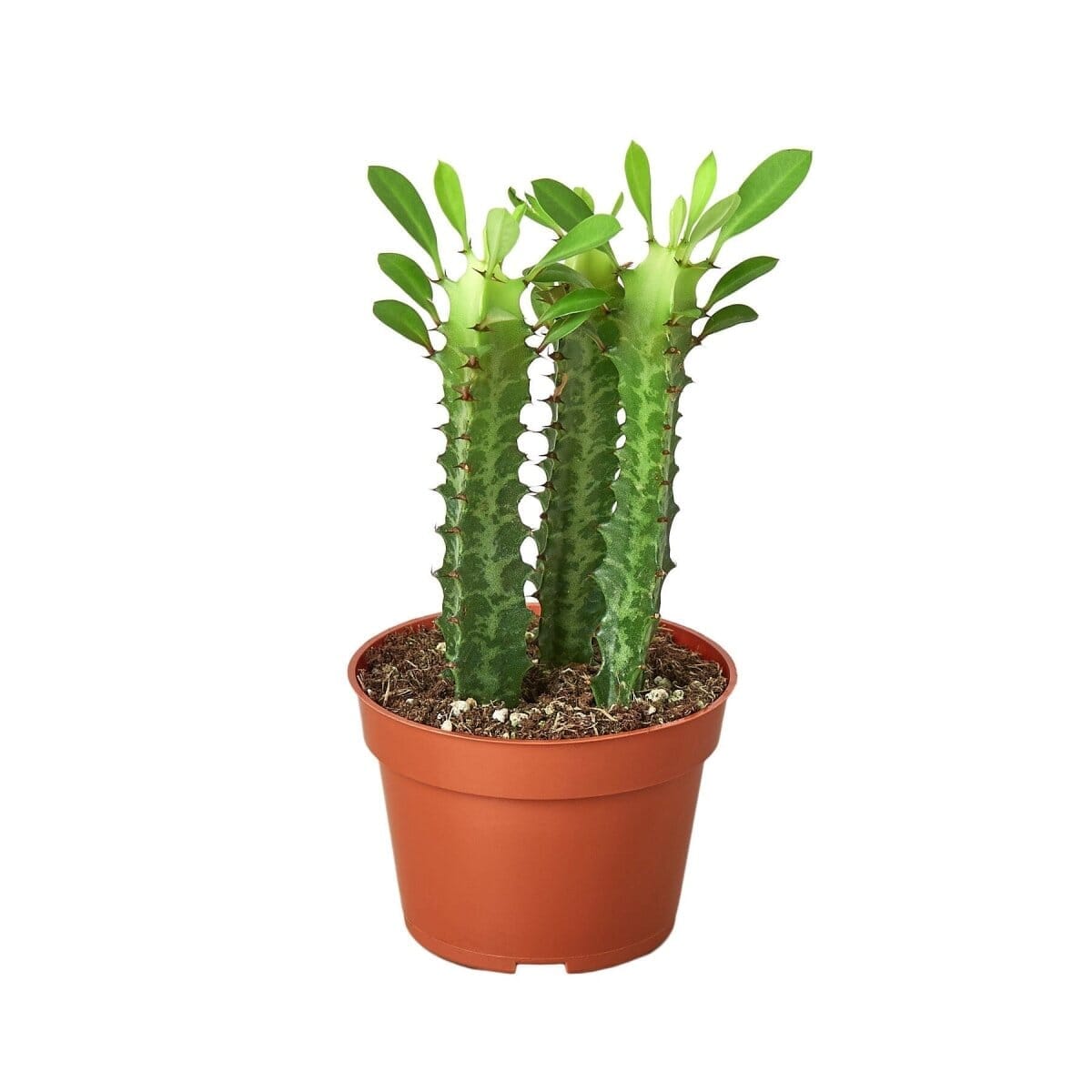 Milkstripe Euphorbia-Succulent-Trendy Gardener