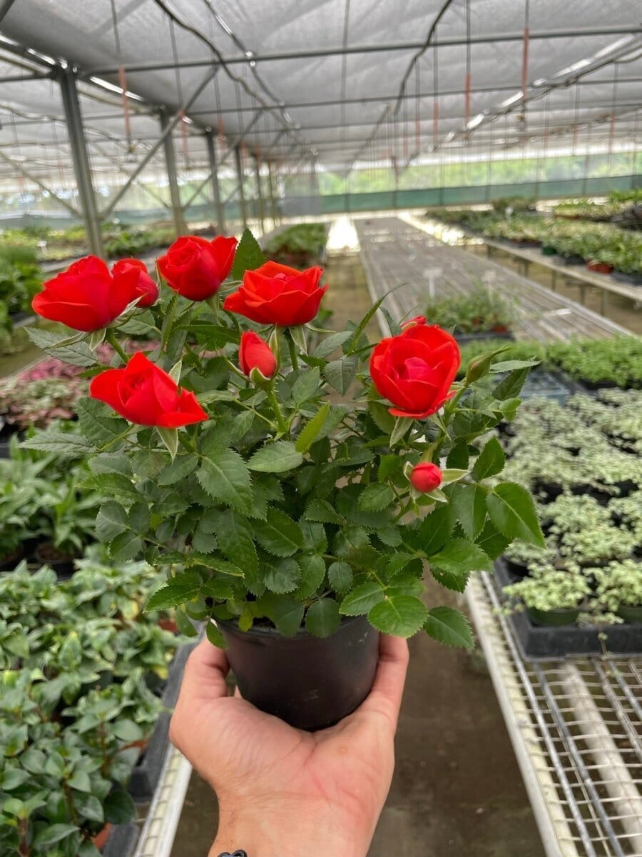 Mini Rose Bush-Indoor Plants-Trendy Gardener