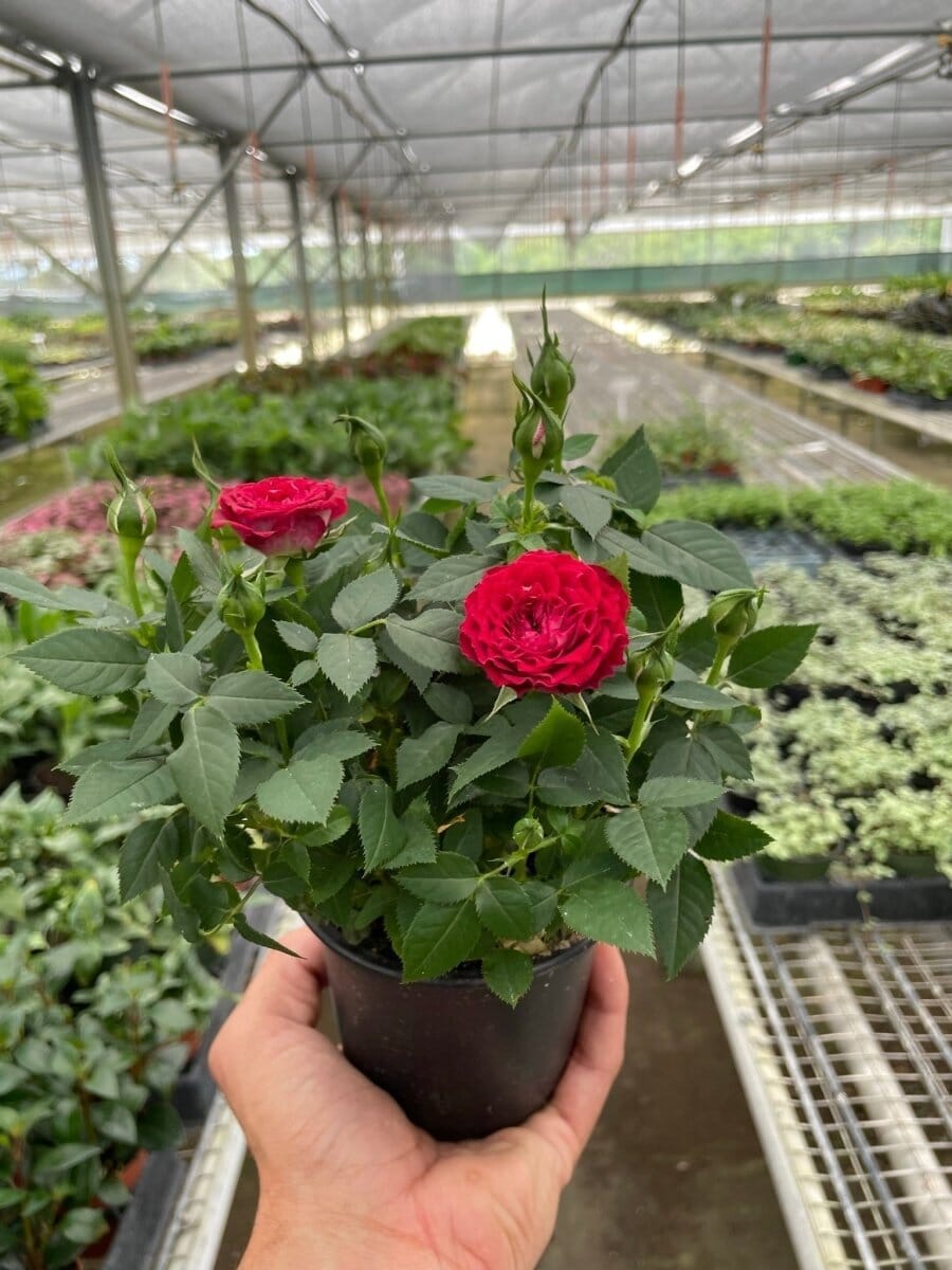 Mini Rose Bush-Indoor Plants-Trendy Gardener