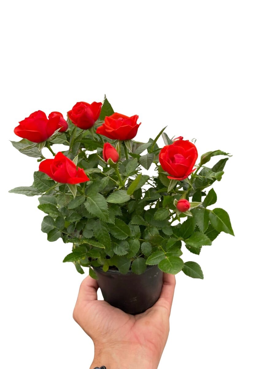 Mini Rose Bush-Indoor Plants-Trendy Gardener