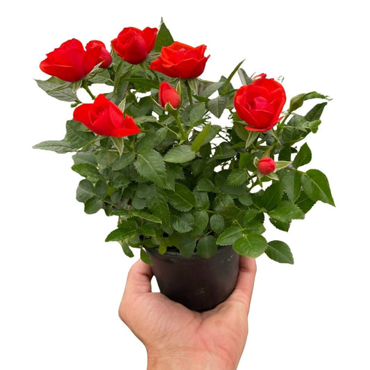 Mini Rose Bush-Indoor Plants-Trendy Gardener