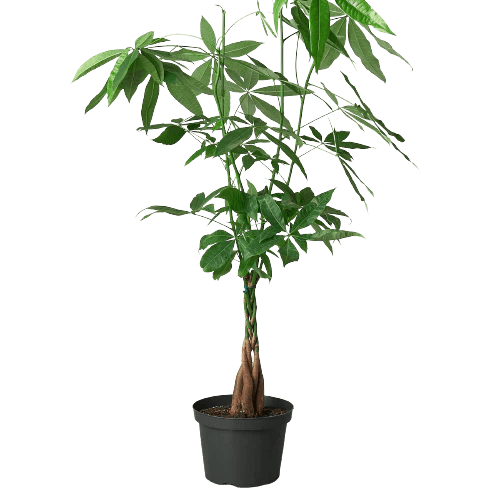 Money Tree 'Guiana Chestnut' Pachira Braid-Indoor Plants-Trendy Gardener