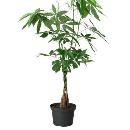 Money Tree 'Guiana Chestnut' Pachira Braid-Indoor Plants-Trendy Gardener