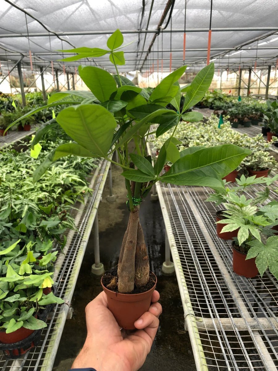 Money Tree 'Guiana Chestnut' Pachira Braid-Indoor Plants-Trendy Gardener