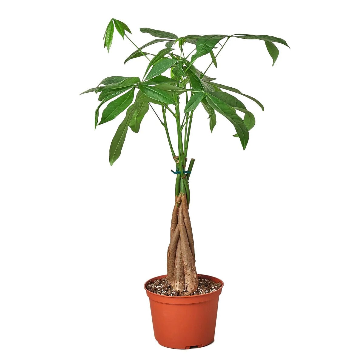 Money Tree 'Guiana Chestnut' Pachira Braid-Indoor Plants-Trendy Gardener