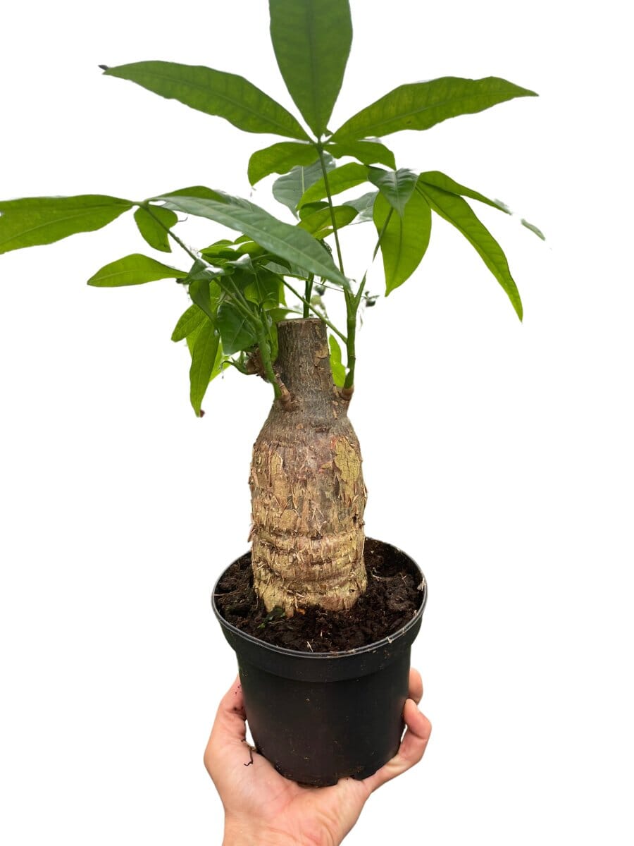 Money Tree 'Guiana Chestnut' Pachira Stump-Indoor Plants-Trendy Gardener