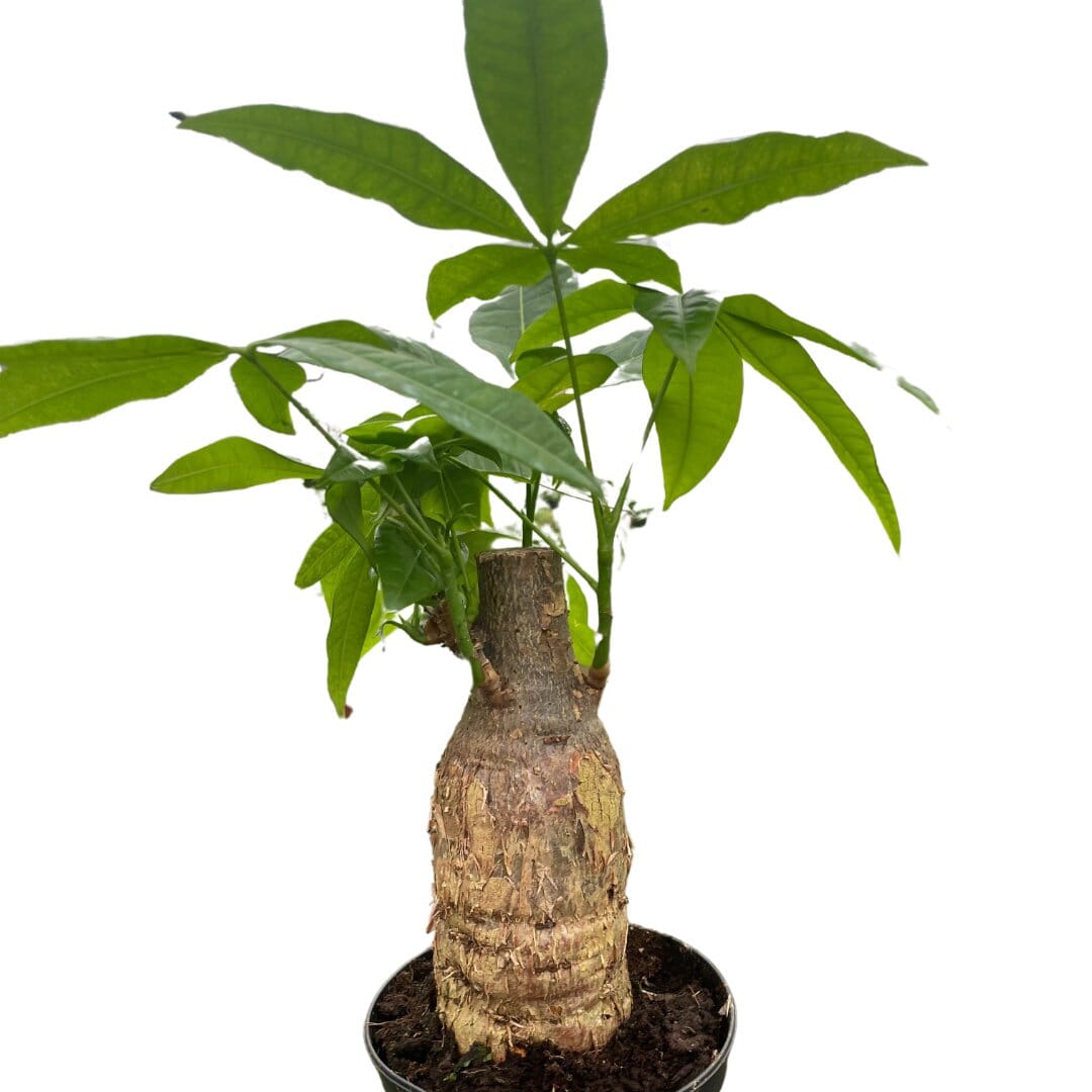 Money Tree 'Guiana Chestnut' Pachira Stump-Indoor Plants-Trendy Gardener