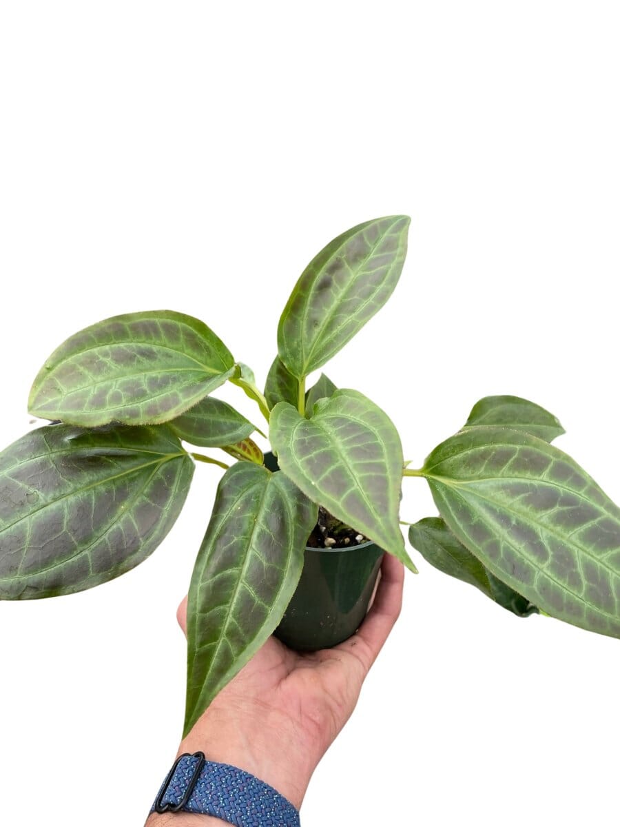 Monolena 'Primuliflora'-Indoor Plants-Trendy Gardener