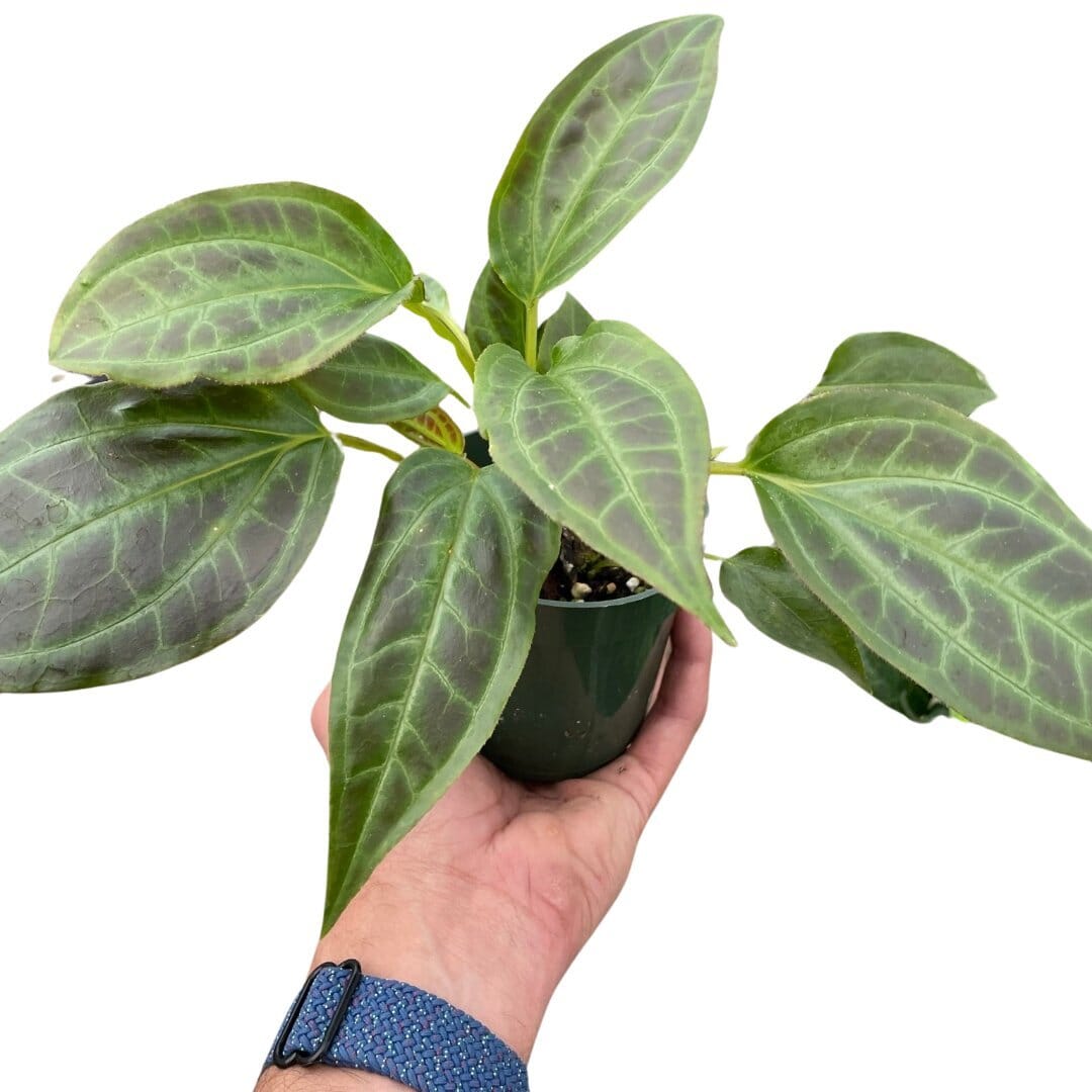 Monolena 'Primuliflora'-Indoor Plants-Trendy Gardener