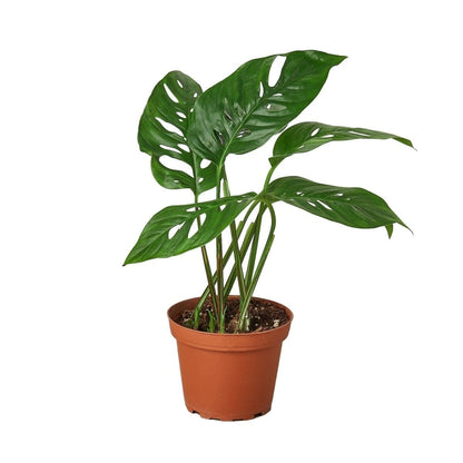 Monstera Adansonii 'Swiss Cheese'-Indoor Plants-Trendy Gardener