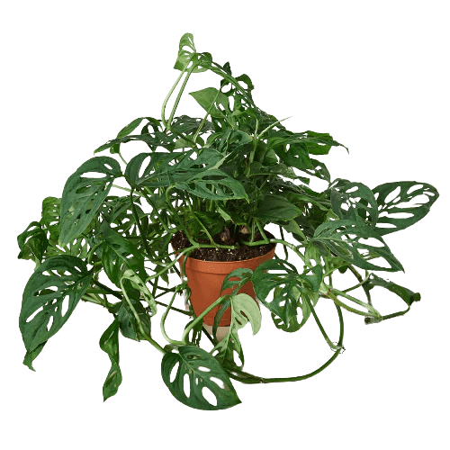 Monstera Adansonii 'Swiss Cheese' Indoor Plants Trendy Gardener 