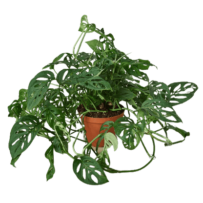 Monstera Adansonii 'Swiss Cheese'-Indoor Plants-Trendy Gardener