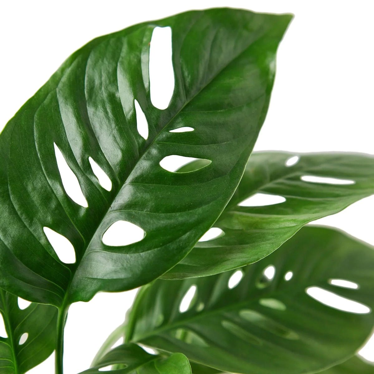 Monstera Adansonii 'Swiss Cheese'-Indoor Plants-Trendy Gardener