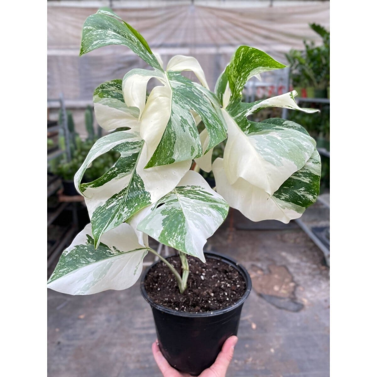 Monstera 'Albo Borsigiana Variegated'-Indoor Plants-Trendy Gardener