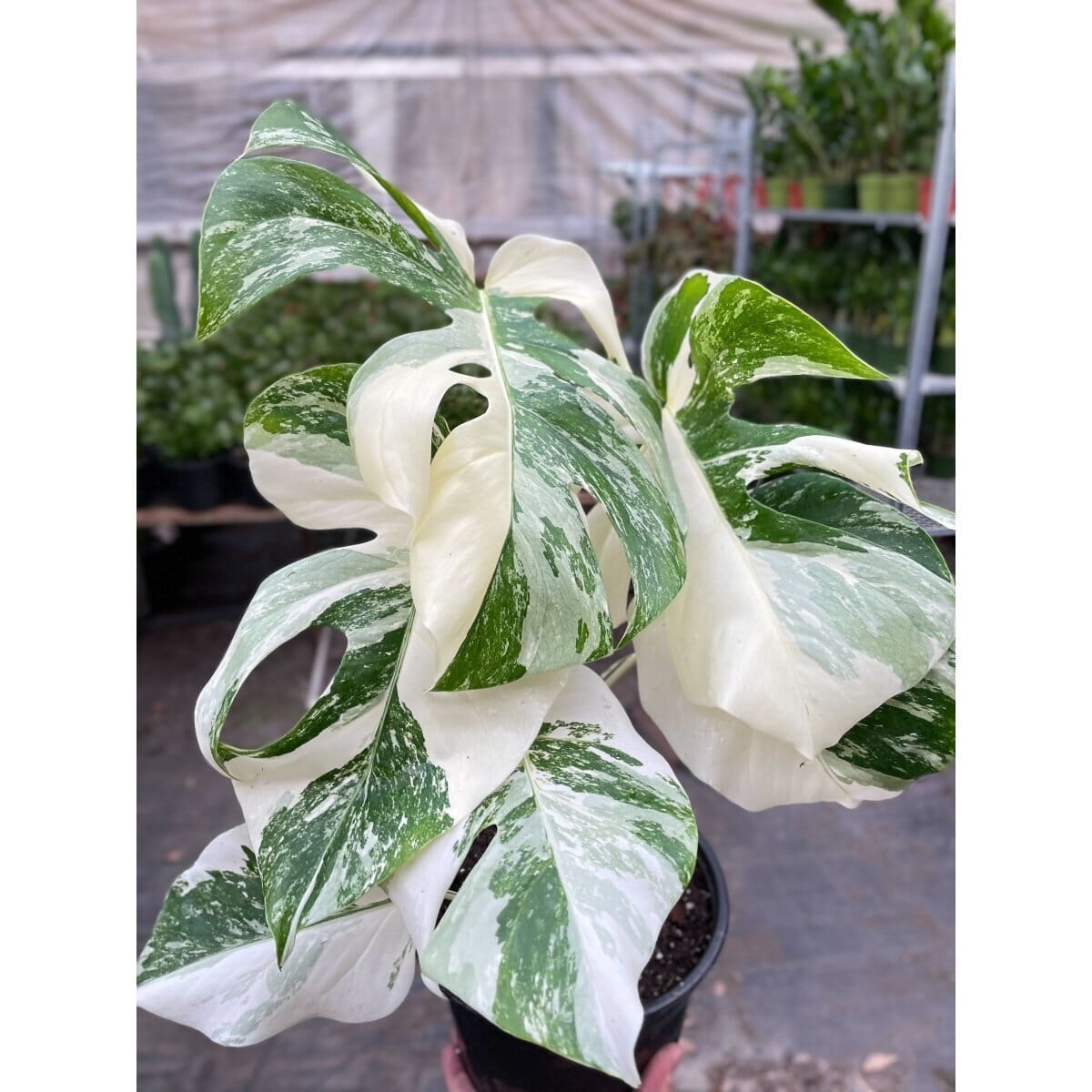 Monstera 'Albo Borsigiana Variegated'-Indoor Plants-Trendy Gardener