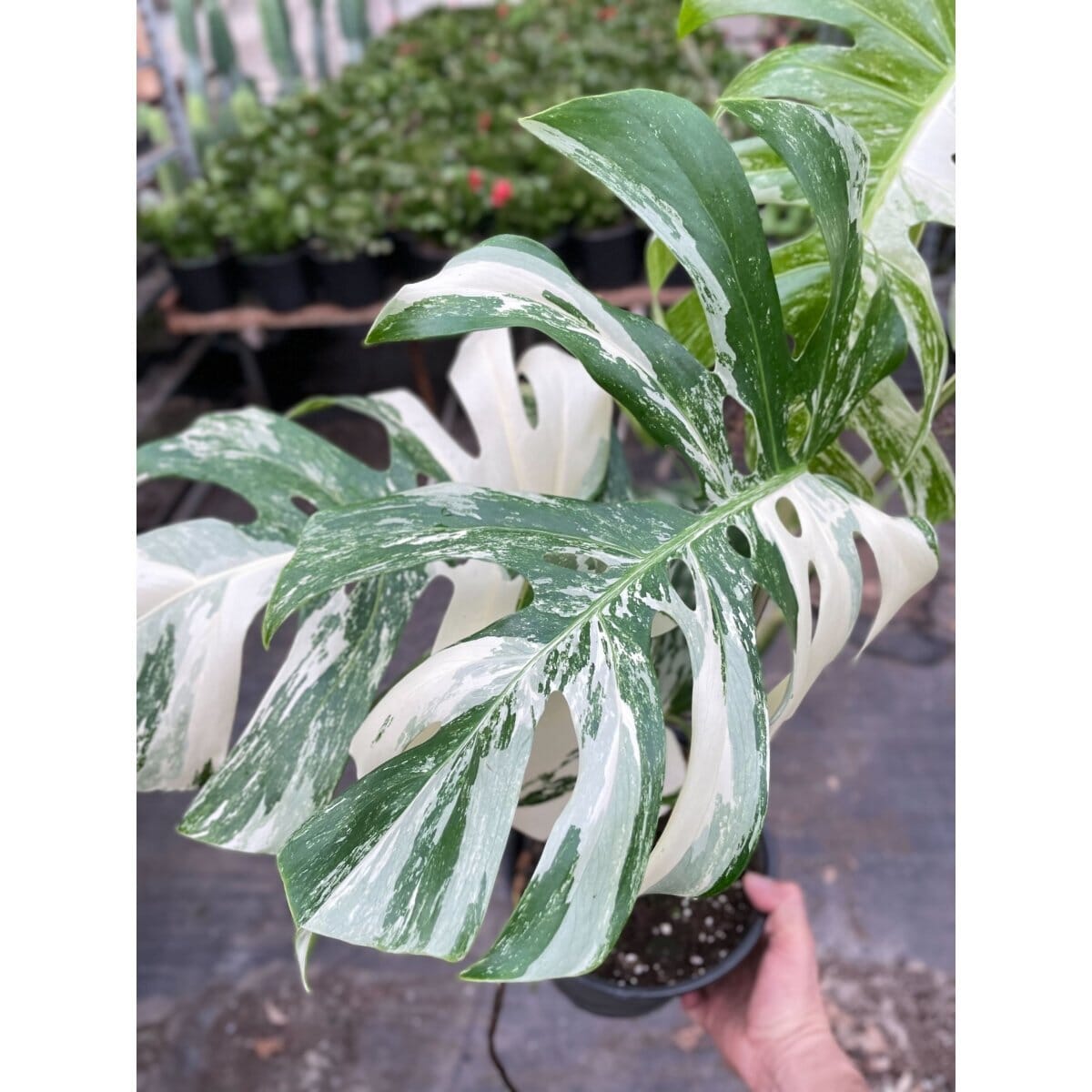 Monstera 'Albo Borsigiana Variegated'-Indoor Plants-Trendy Gardener