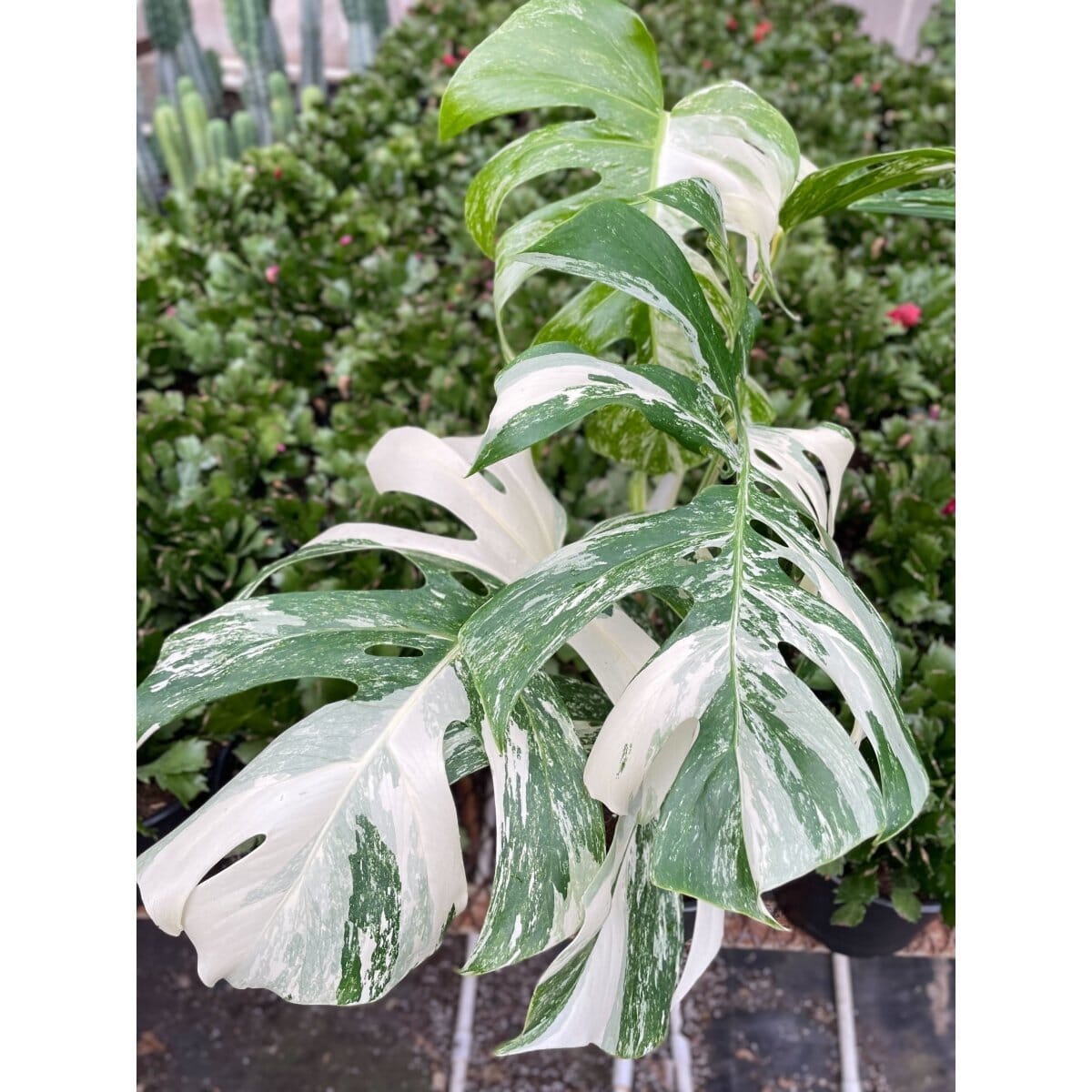 Monstera 'Albo Borsigiana Variegated'-Indoor Plants-Trendy Gardener