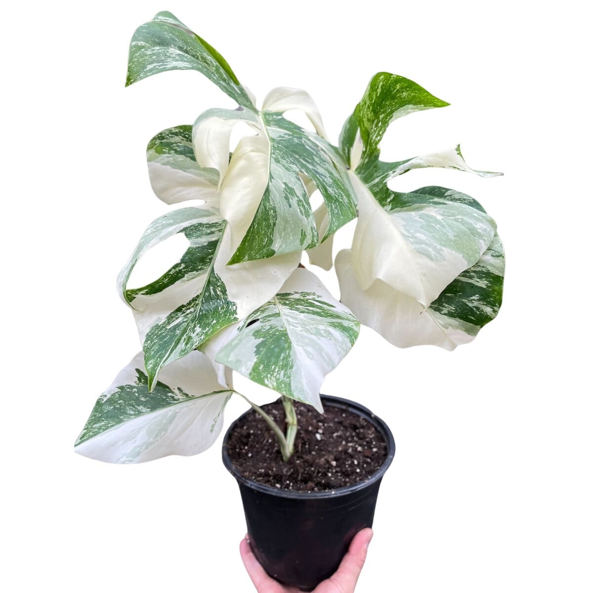 Monstera 'Albo Borsigiana Variegated'-Indoor Plants-Trendy Gardener