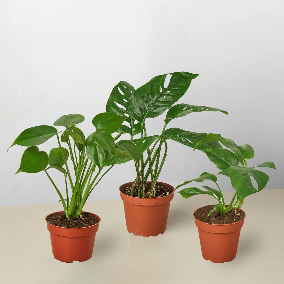 Monstera Bundle-Indoor Plants-Trendy Gardener