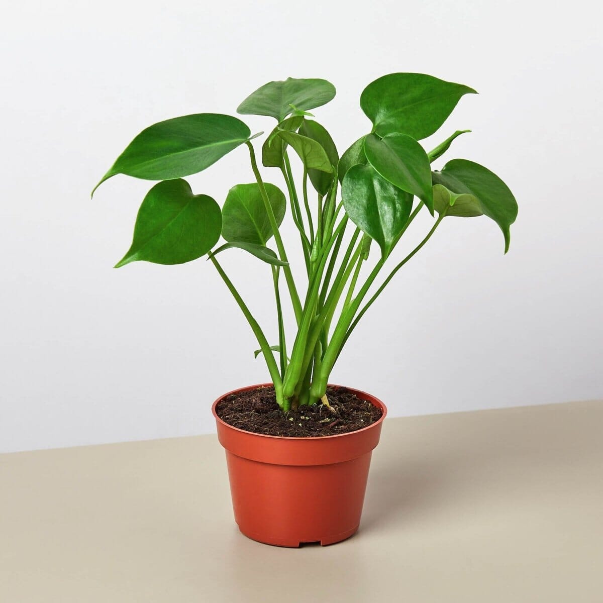 Monstera Bundle-Indoor Plants-Trendy Gardener