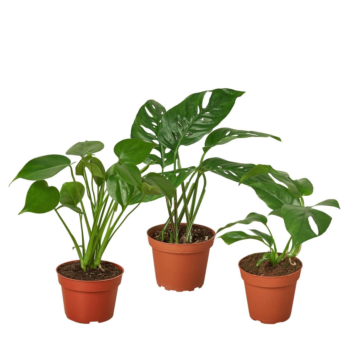 Monstera Bundle-Indoor Plants-Trendy Gardener