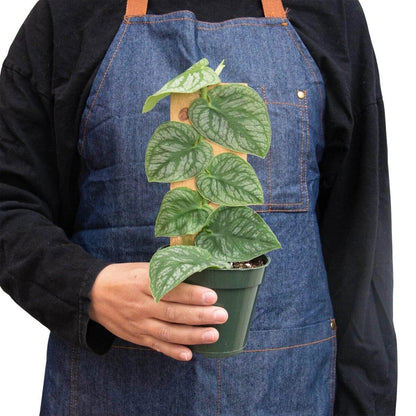 Monstera 'Dubia' (Shingle Plant)-Indoor Plants-Trendy Gardener