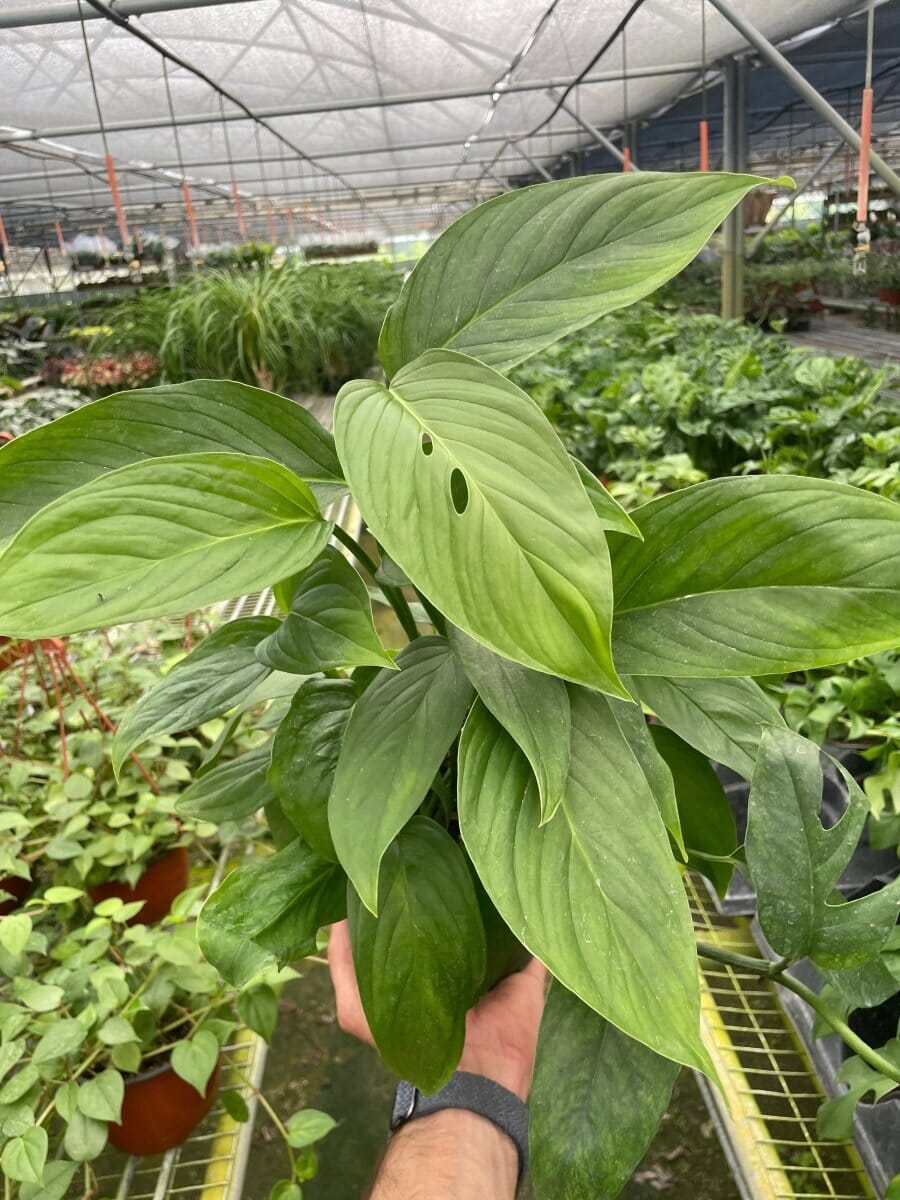 Monstera 'Lechleriana'-Indoor Plants-Trendy Gardener