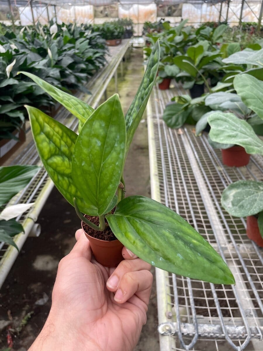 Monstera 'Peru'-Indoor Plants-Trendy Gardener