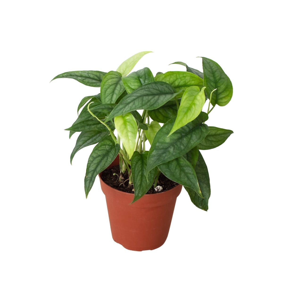 Monstera Siltepecana-Indoor Plants-Trendy Gardener