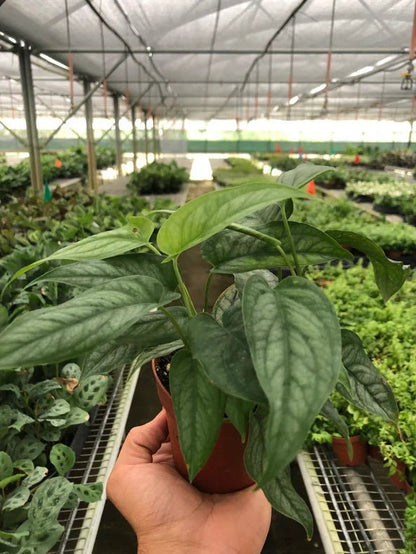 Monstera Siltepecana-Indoor Plants-Trendy Gardener