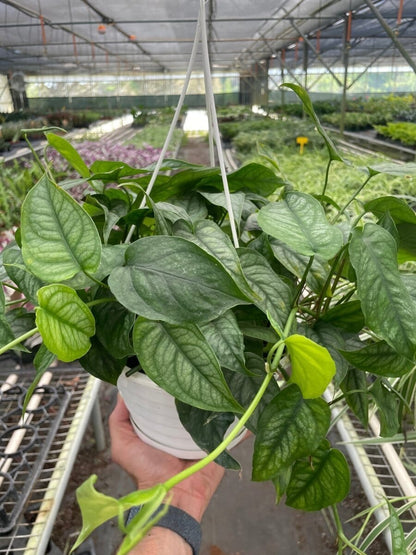 Monstera Siltepecana-Indoor Plants-Trendy Gardener