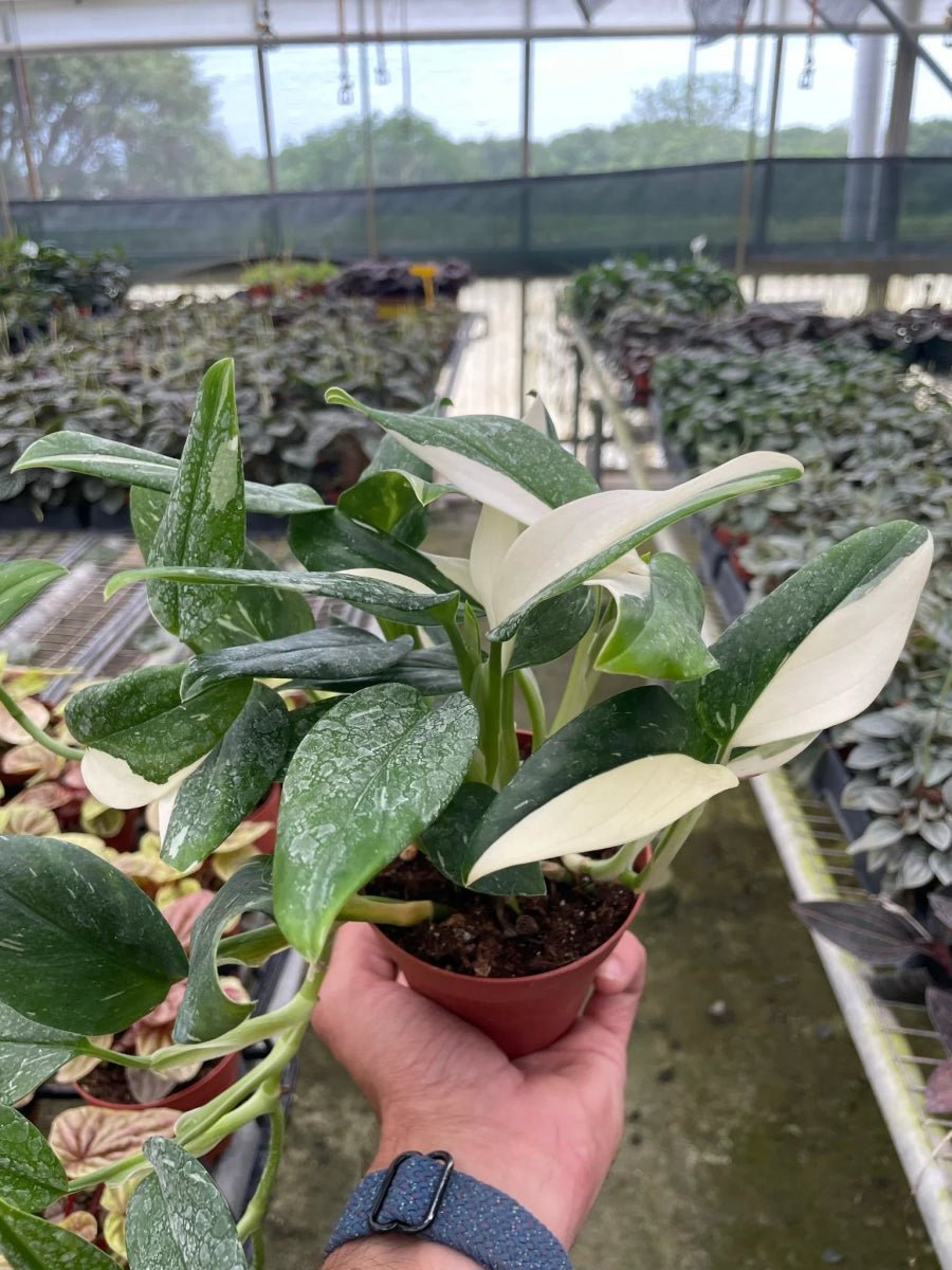 Monstera Standeleyana Albo Variegated-Indoor Plants-Trendy Gardener