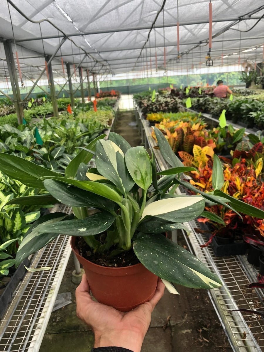 Monstera Standeleyana Albo Variegated-Indoor Plants-Trendy Gardener