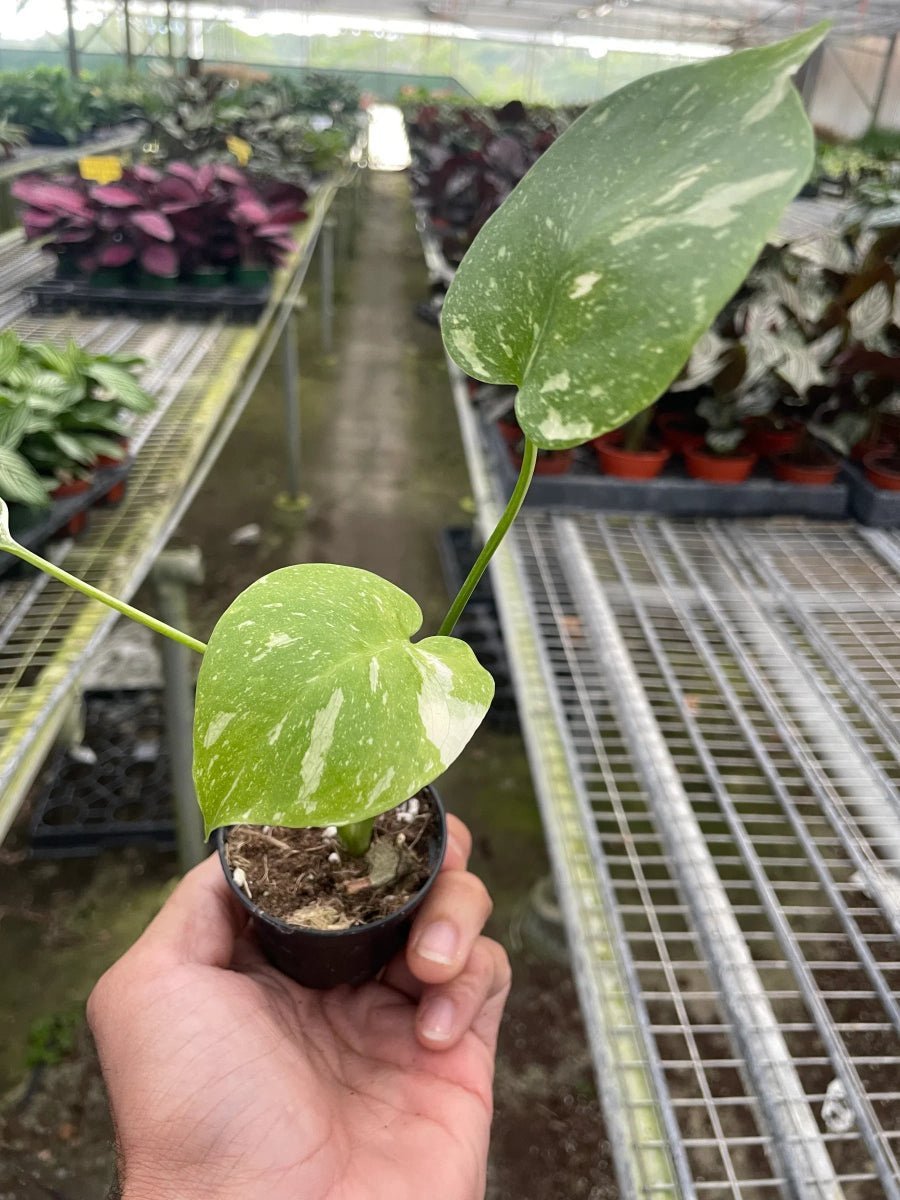 Monstera 'Thai Constellation'-Indoor Plants-Trendy Gardener