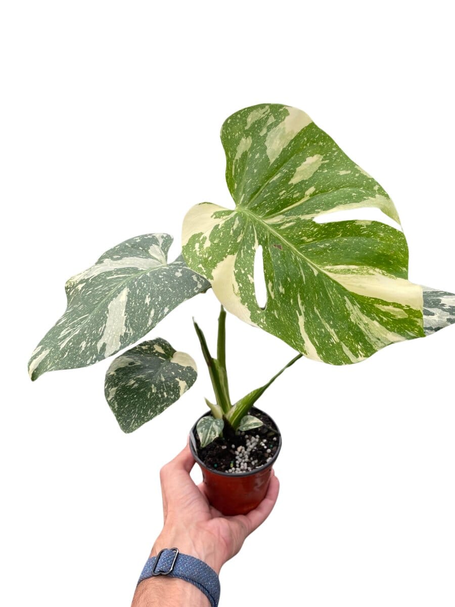 Monstera 'Thai Constellation'-Indoor Plants-Trendy Gardener